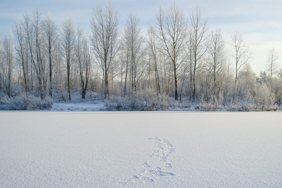 Das Bild zeigt eine winterliche Landschaft mit einer dichten Baumreihe im Hintergrund, die mit einer leichten Schneeschicht bedeckt ist. Die Bäume sind kahl und mit Frost überzogen, was auf eine sehr kalte Umgebung hinweist. Der Boden ist mit einer dicken Schneedecke bedeckt, und im Vordergrund sind Fußspuren im Schnee zu sehen, die von der unteren Bildmitte aus in Richtung der Bäume verlaufen. Die Atmosphäre wirkt ruhig und friedlich, mit klarem, hellblauem Himmel im Hintergrund. Es scheint, als ob jemand kürzlich durch den tiefen Schnee gegangen ist, was die Spuren im Vordergrund verraten.